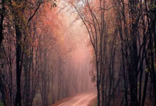 雄鹿力克老鹰，字母哥全面发挥